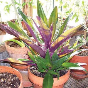 Family Heirlooms: Hostas, Tiger Lilies, Yellow Roses, and More Image